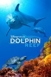 Dolphin Reef tek parça izle